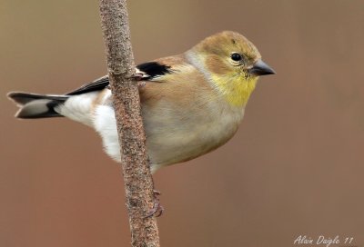 chardonneret jaune