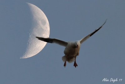 au clair de la lune...