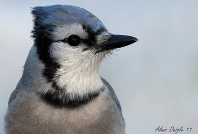 geai bleu (portrait)