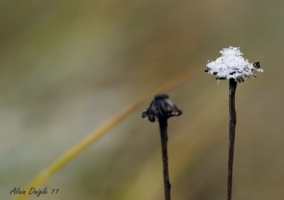 poudre de neige