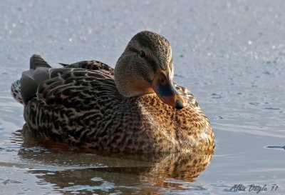 canard colvert femelle