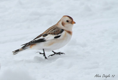 plectrophane des neiges