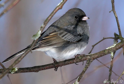 junco ardois