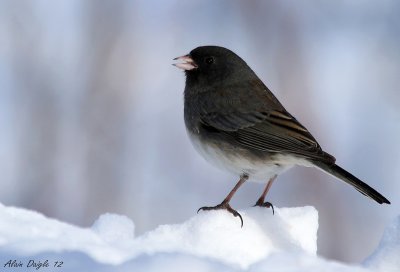 junco ardois