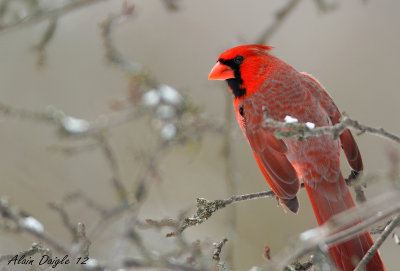 cardinal rouge