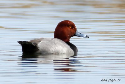 Fuligule  tte rouge