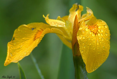 Iris des marais  (pour ensoleiller la journe!)