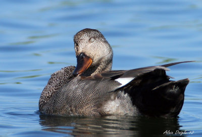 Canard chipeau