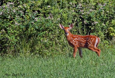 Bambi !