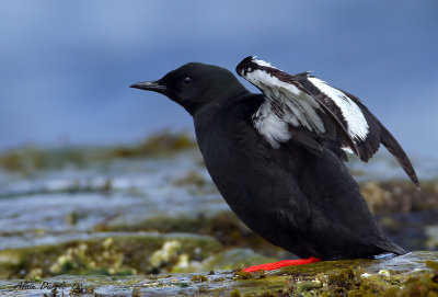 Guillemot  miroir