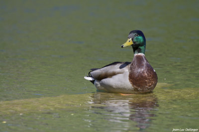 Colvert