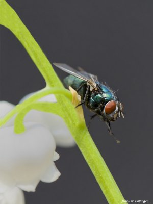 Mouche