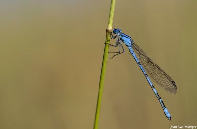 g4/17/982017/3/137213979.MeD9r1Iu.jpg