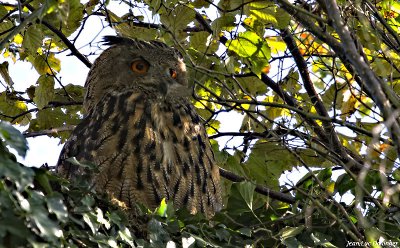 Hibou