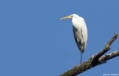 Grande aigrette