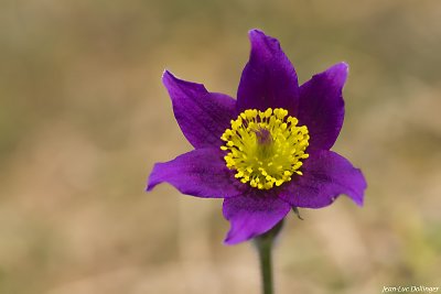 g4/17/982017/3/142258963.olhica5L.jpg