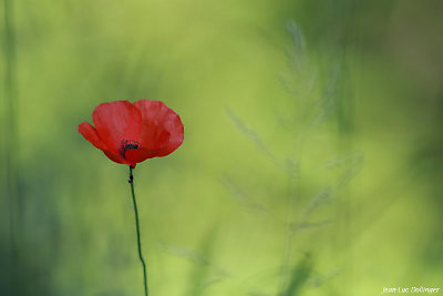 Coquelicot