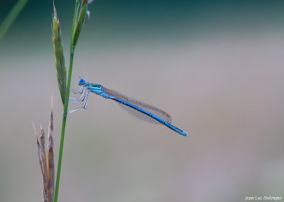 g4/17/982017/3/144581588.RUNiIDG3.jpg