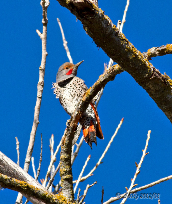 Northern Flicker