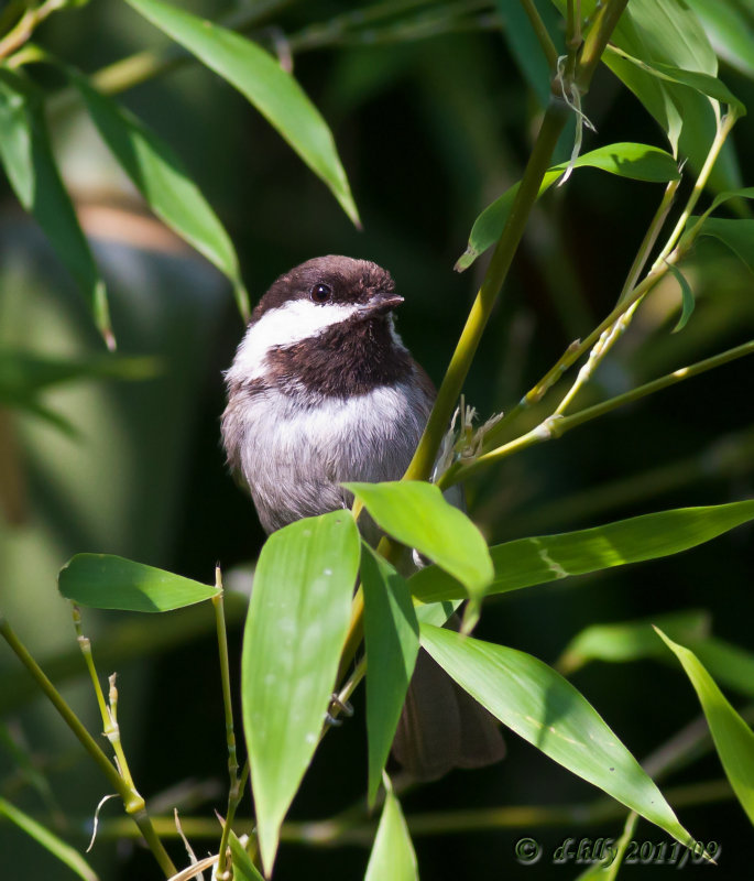 Chestnut-backed Chickadee