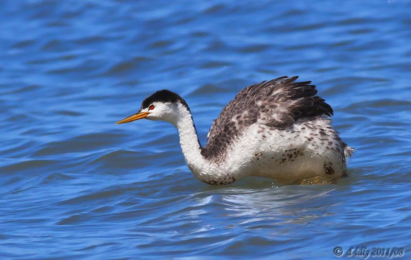 Clarks Grebe raised