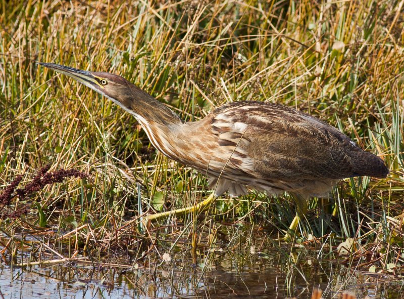 American Bittern