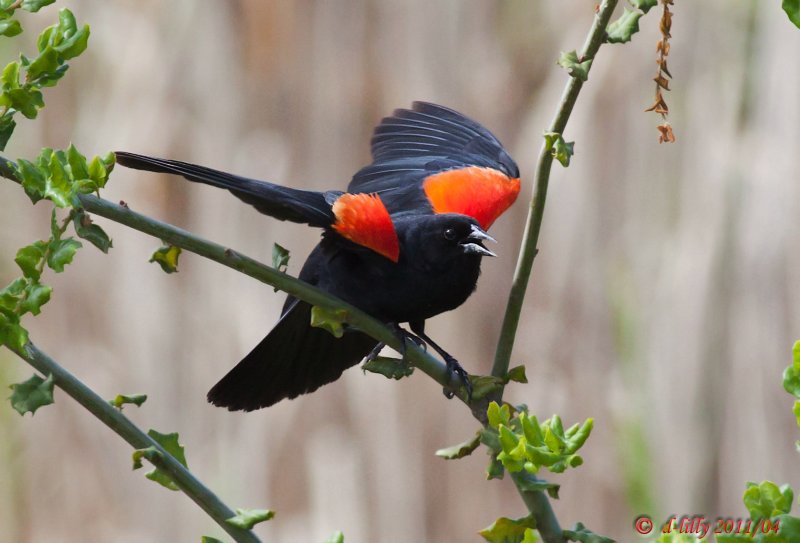 Red-winged Blackbird