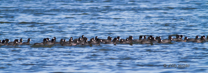 American Coot