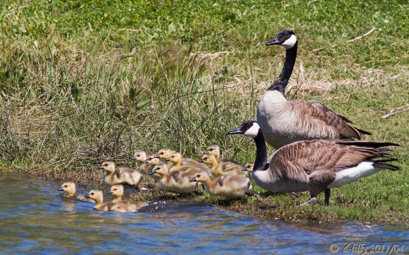 Canada Geese and Gooslings