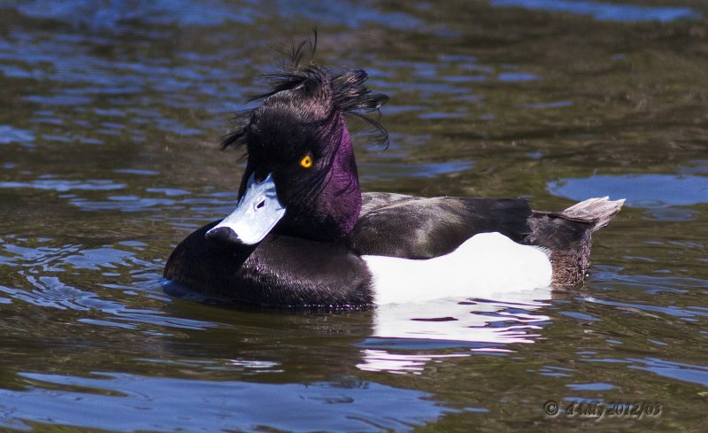 Tufted Duck-9