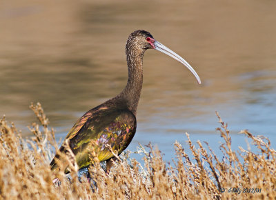 White-faced Ibis