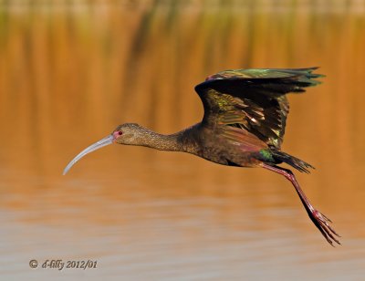 White-faced Ibis