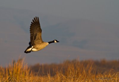 Canada Goose