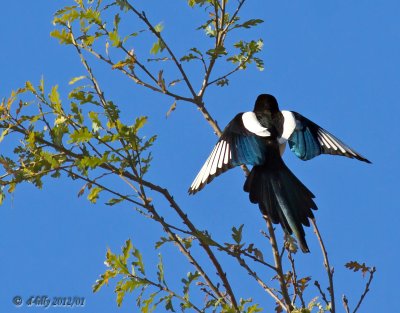 Yellow-billed Magpie