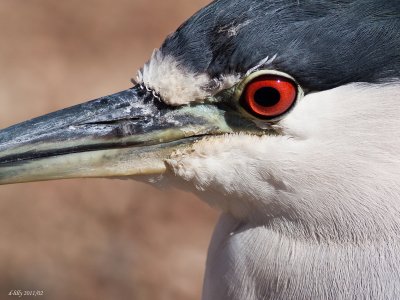 Black-capped Night Heron