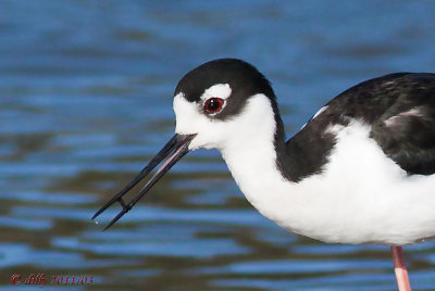 Black-necked Stilt