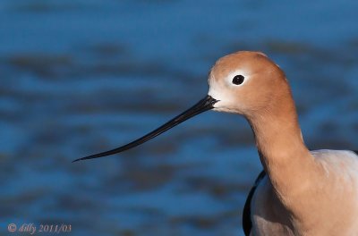 American Avocet