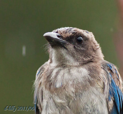 Western Scrub Jay