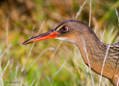 Clapper Rail