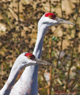 Sandhill Cranes