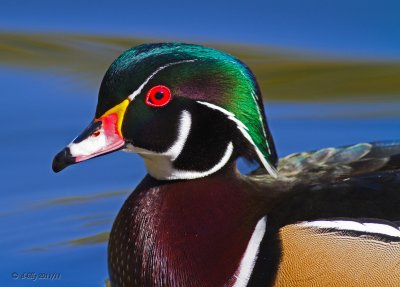 Wood Duck