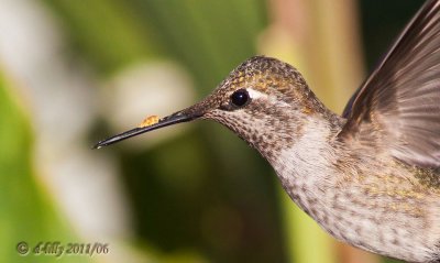 Anna's Hummingbird, female