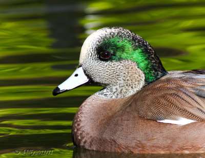 American Wigeon