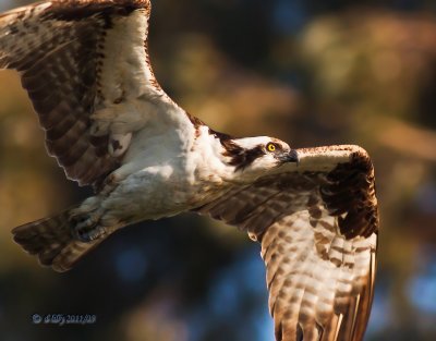Osprey, closeup