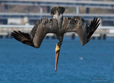Brown Pelican, diving