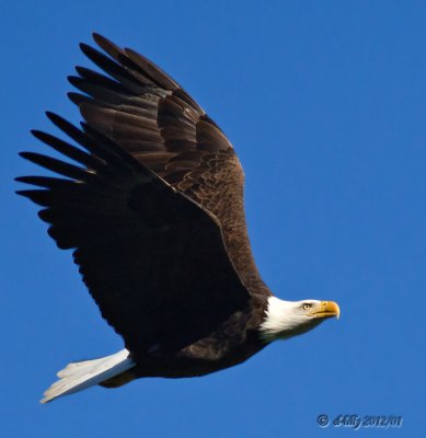 Bald Eagle