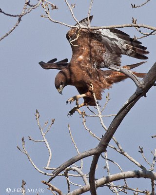 Rufous-morphed Red-tailed Hawk