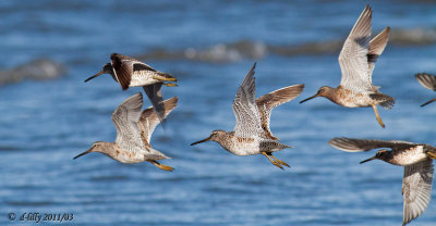 Dowitchers