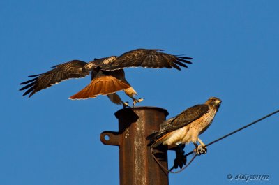 Red-tailed Hawk, pair