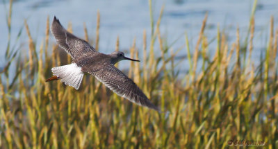 Yellowlegs